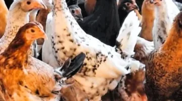 سعر كيلو الفراخ البيضاء في القليوبية يبلغ ١٠٥ جنيهات يوم السبت